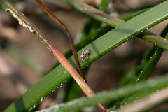 Maratus speciosus