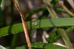 Maratus speciosus