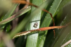 Maratus speciosus