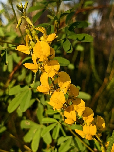 Crotalaria medicaginea