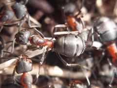 Formica rufa