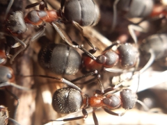 Formica rufa