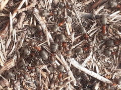 Formica rufa