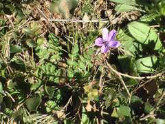 Erodium praecox
