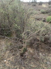 Gasteria disticha robusta