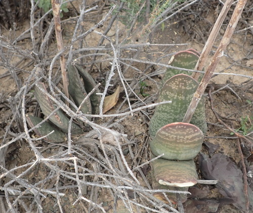 Gasteria disticha