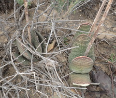 Gasteria disticha robusta