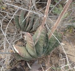Gasteria disticha robusta