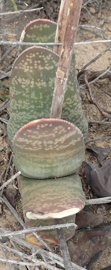 Gasteria disticha Haw. 2