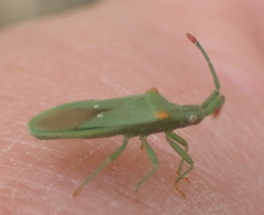 Brotheolus viridis