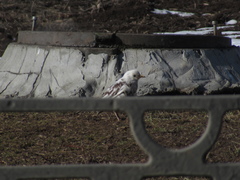 Turdus pilaris