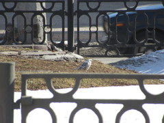 Turdus pilaris