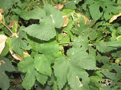 Humulus lupulus