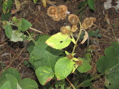 Arctium minus
