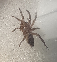 Arachnida