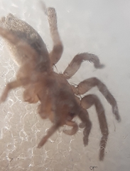 Arachnida