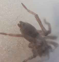 Arachnida