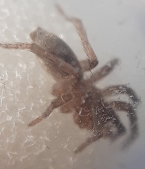 Arachnida