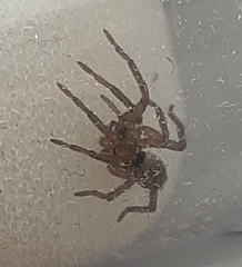 Arachnida