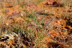 Eriospermum abyssinicum