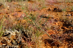 Eriospermum abyssinicum