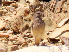 Emarginata sinuata sinuata