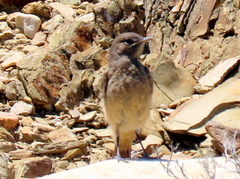 Emarginata sinuata sinuata