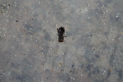 Leiopsammodius