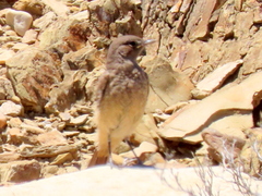 Emarginata sinuata sinuata