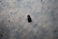 Leiopsammodius