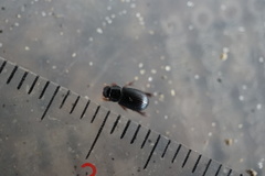 Leiopsammodius