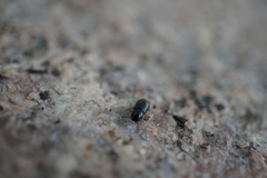 Leiopsammodius