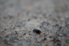 Leiopsammodius