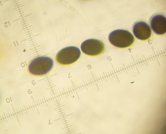 Anthostomella conorum