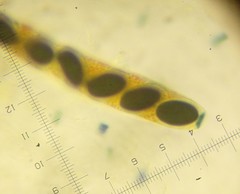 Anthostomella conorum