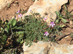 Erodium praecox