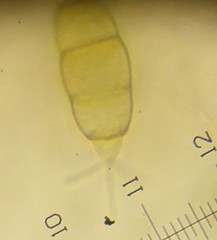 Pestalotiopsis funerea