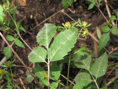 Bidens frondosa