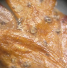 Pestalotiopsis funerea