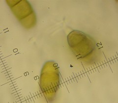 Pestalotiopsis funerea