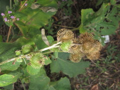 Arctium minus