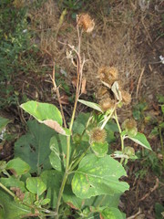 Arctium minus