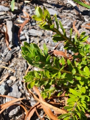 Hakea ruscifolia