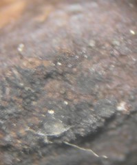 Cucurbitaria berberidis