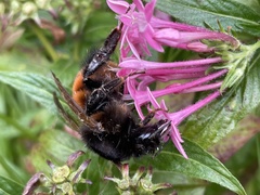 Bombus bicoloratus