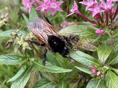 Bombus bicoloratus