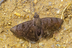 Pellicia