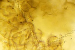 Cucurbitaria berberidis