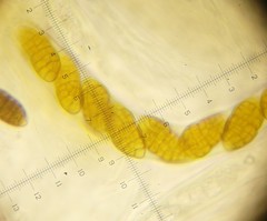 Cucurbitaria berberidis