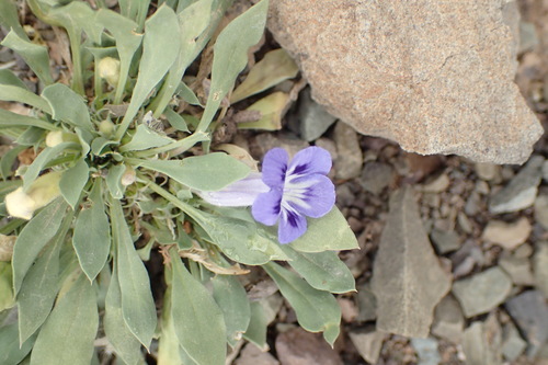 Image of Aptosimum indivisum by (c) Nicola van Berkel, some rights reserved (CC BY-SA)